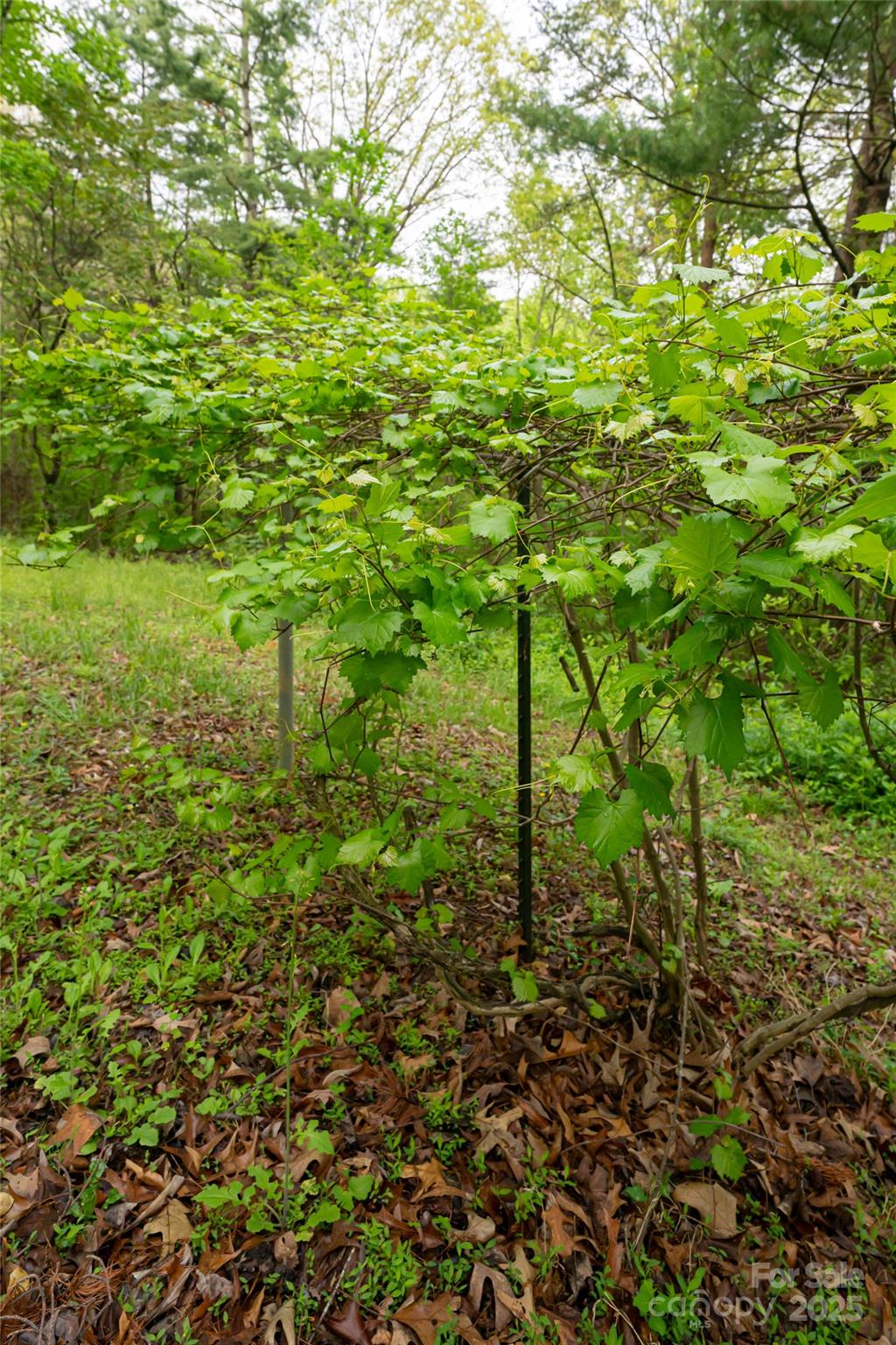 25 Coal Creek Lane — Weaverville