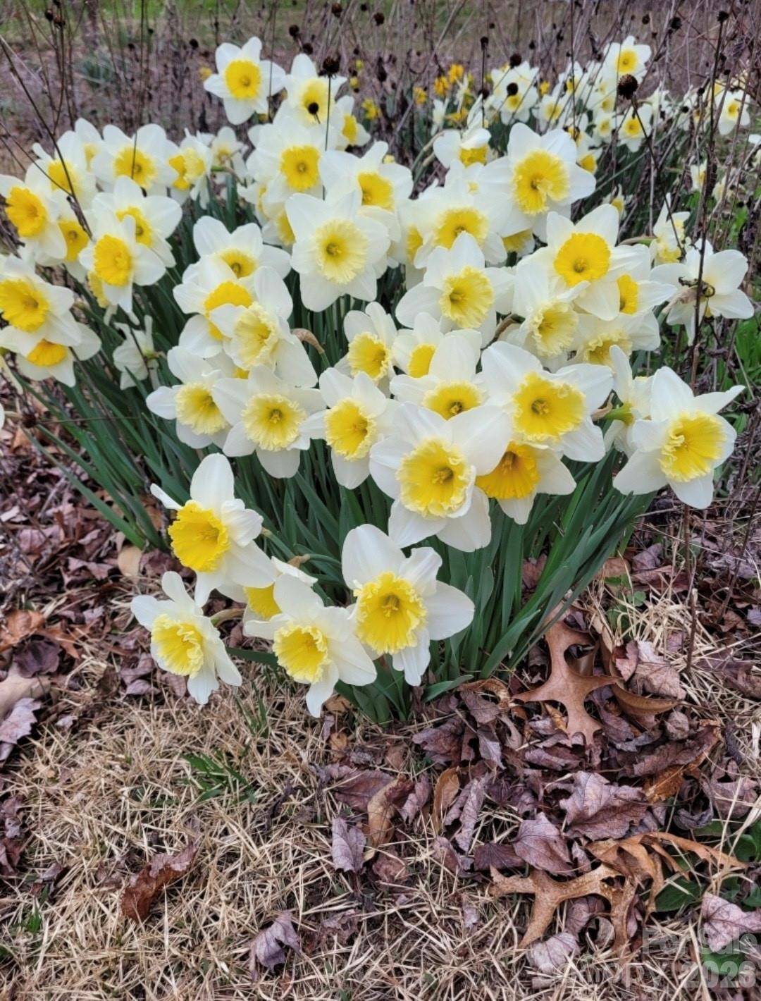 75 Cisco Road — Asheville