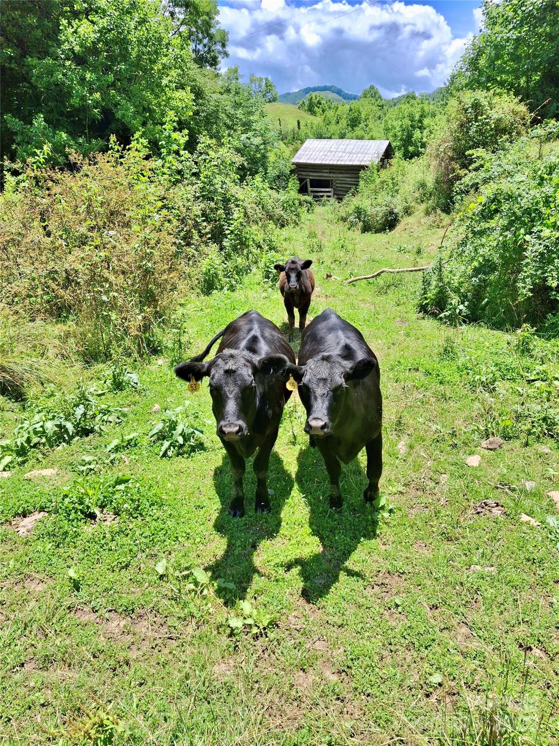 2087 Henry Road — Sylva