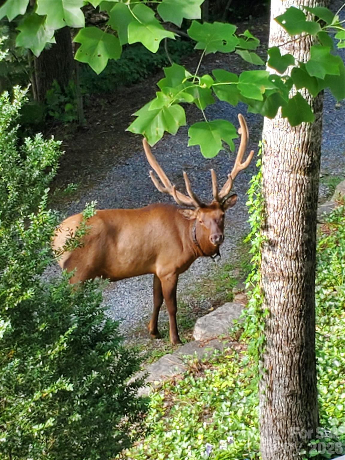 7 Higel Lane — Maggie Valley