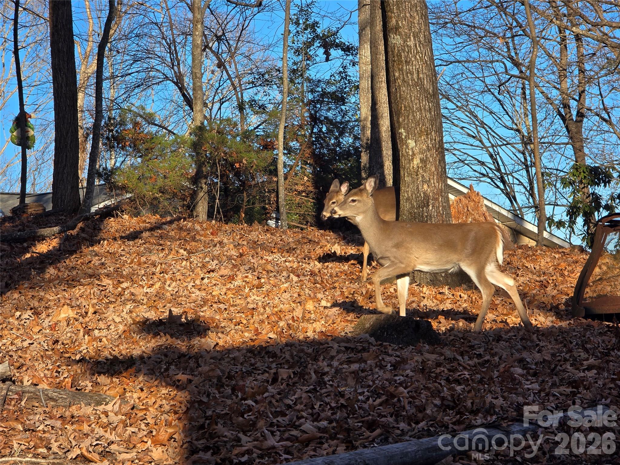 10 Chestnut Ridge Road — Mills River