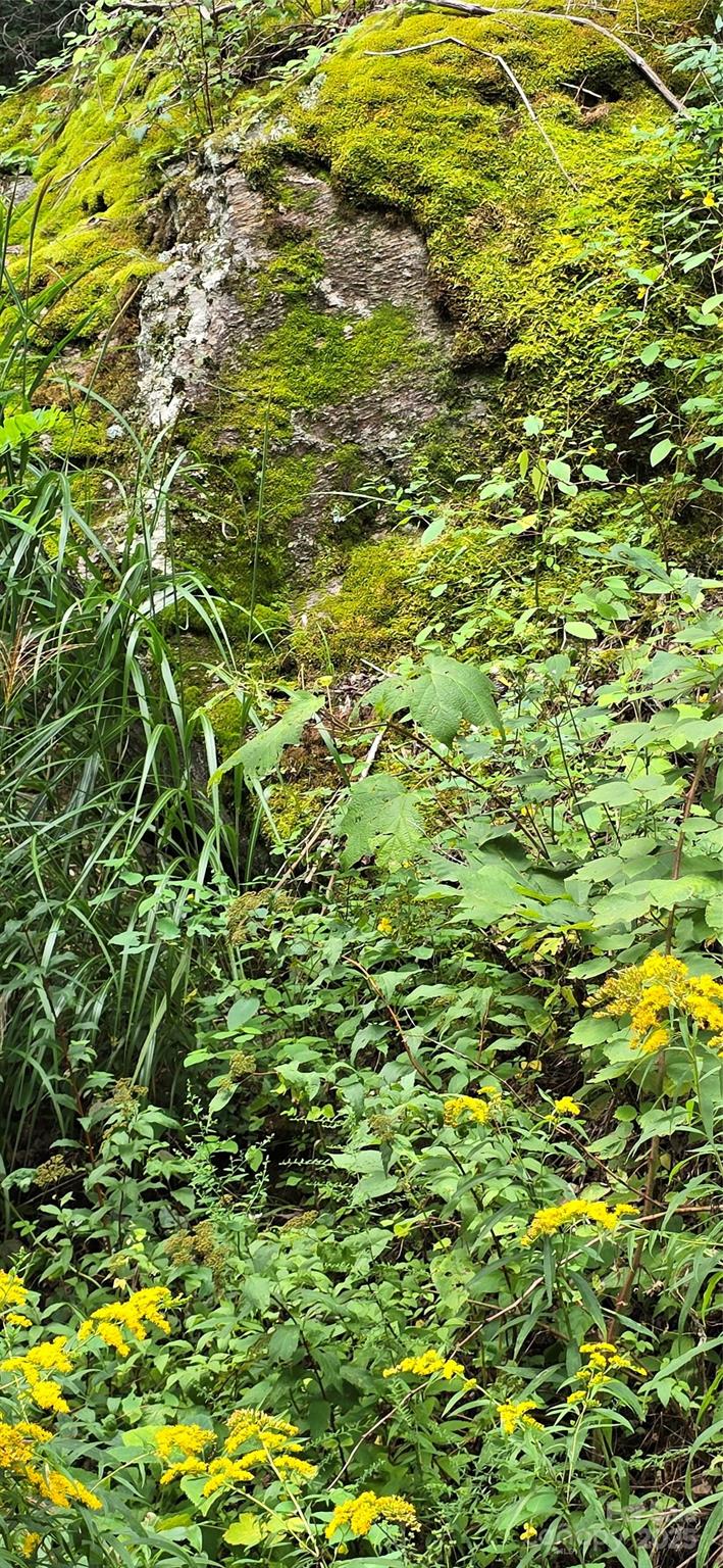607 Rocky Top Trail — Barnardsville