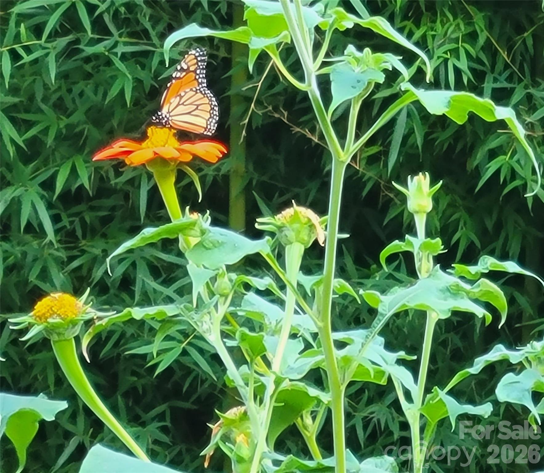 414 Beaucatcher Road — Asheville