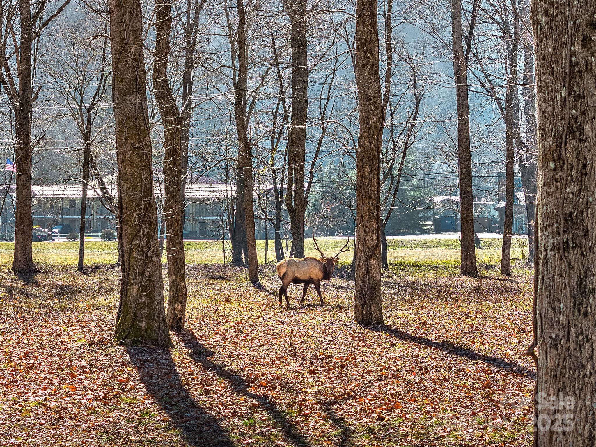 74 Badd Lane — Maggie Valley