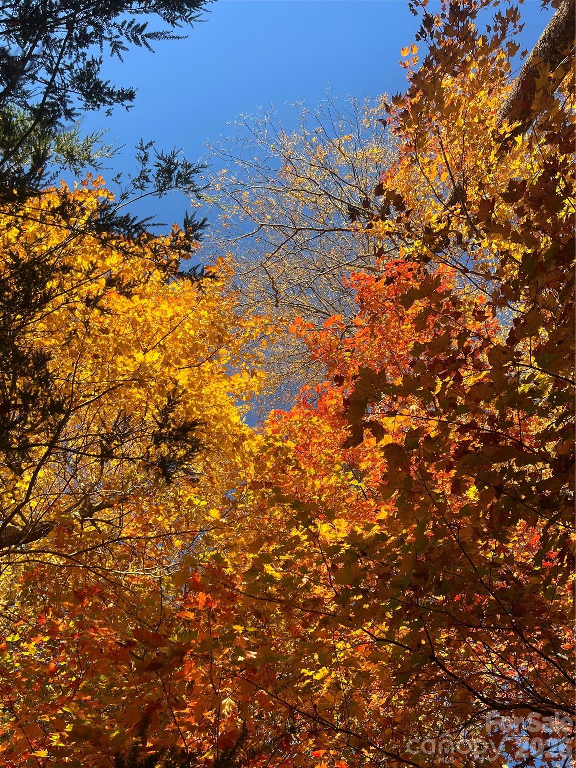 2778 Mule Stomp Road — Hot Springs