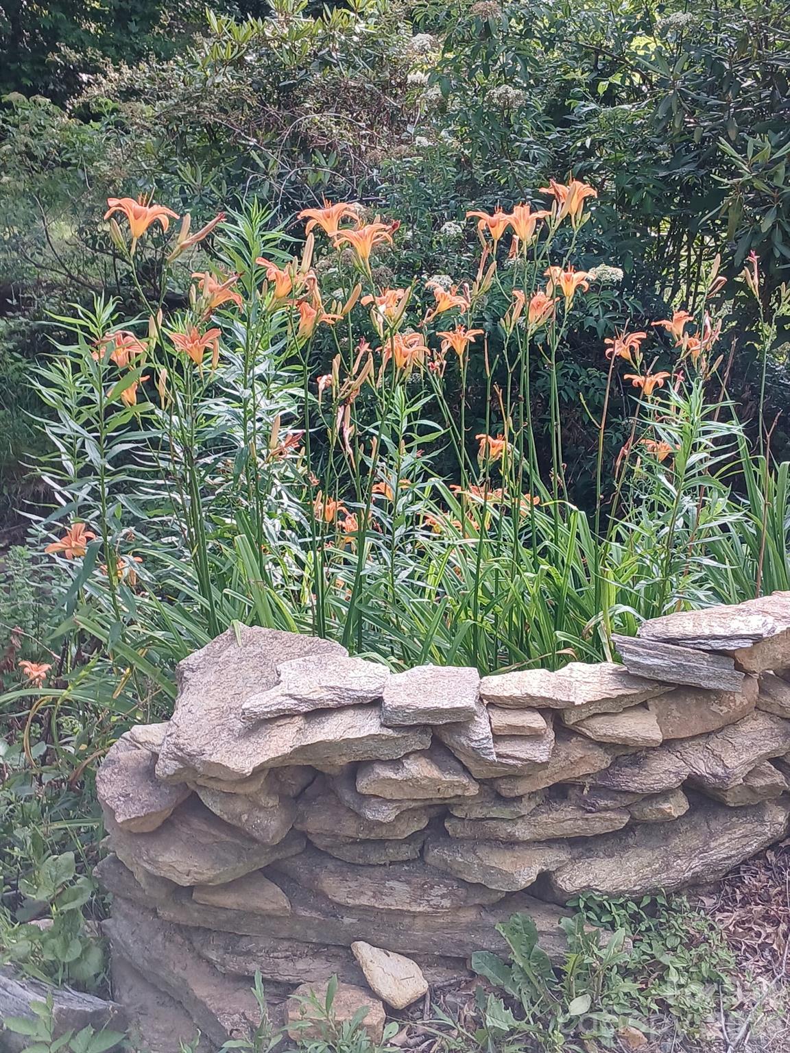 1694 Humpback Mountain Road — Spruce Pine