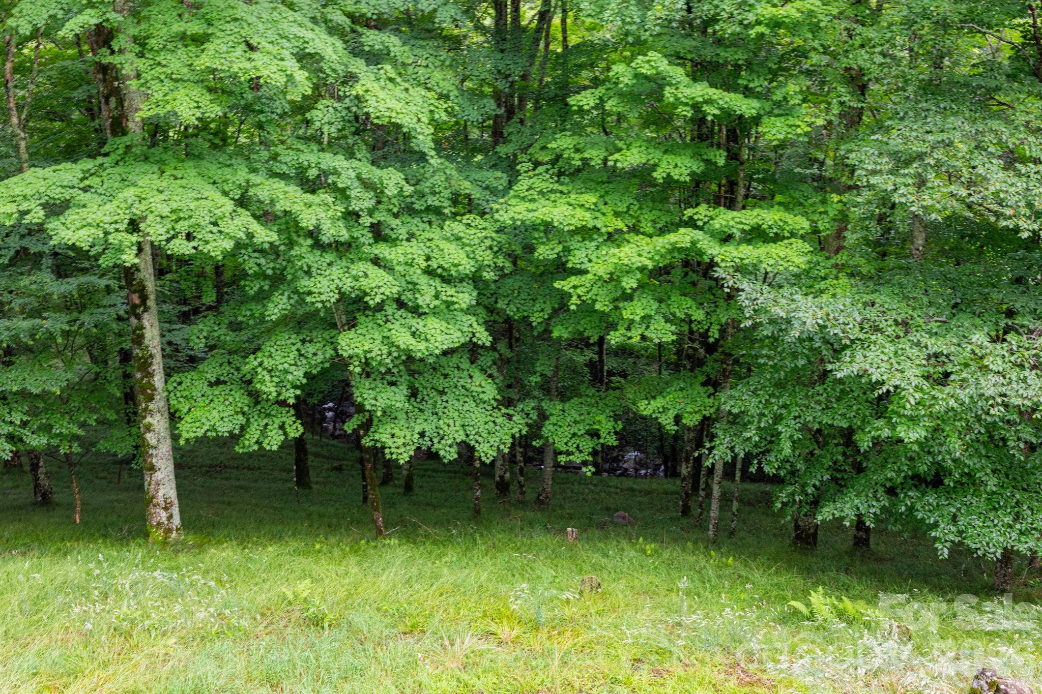 155 Mule Trail Drive — Bakersville