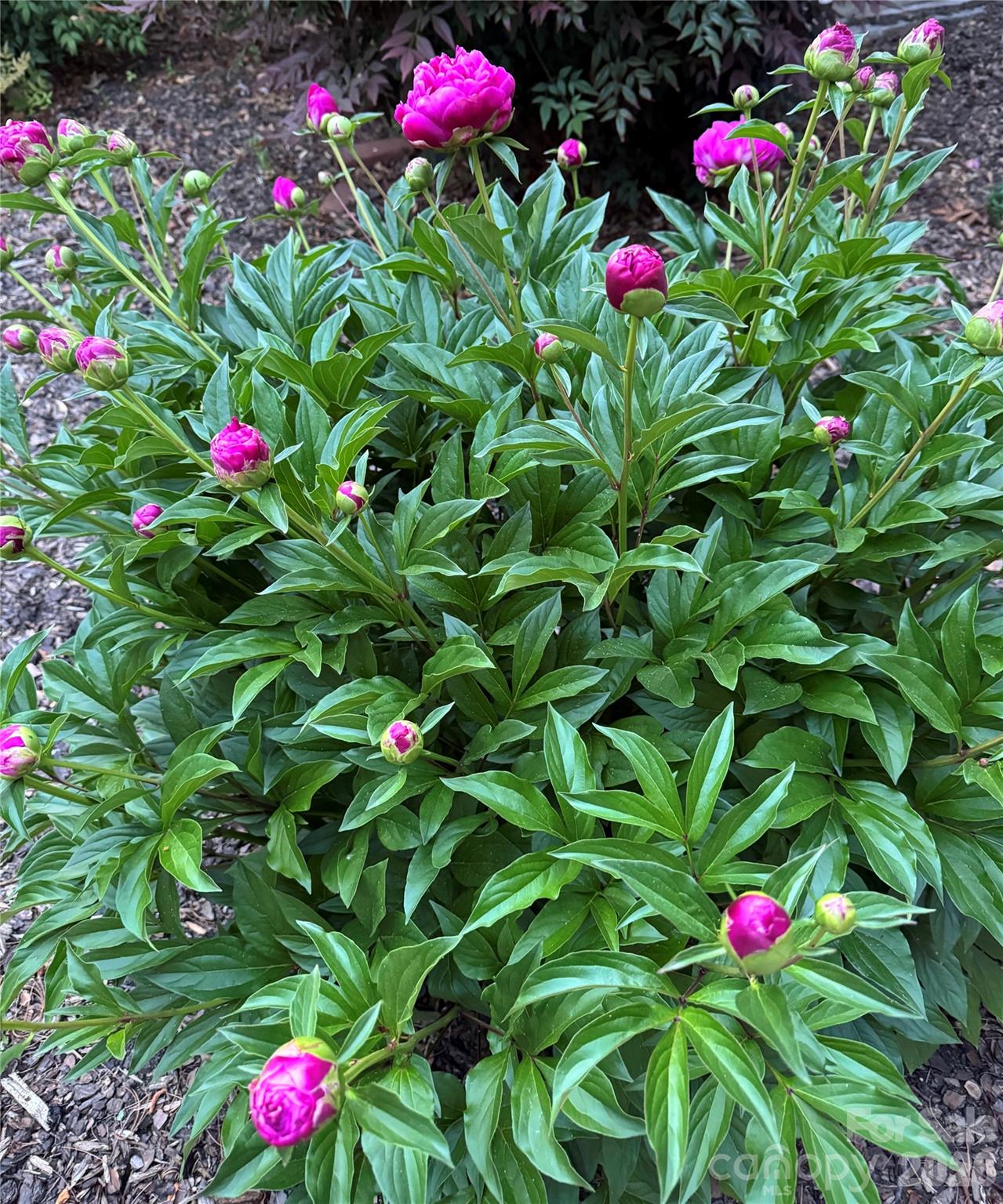 100 Thistle Knoll Court — Asheville