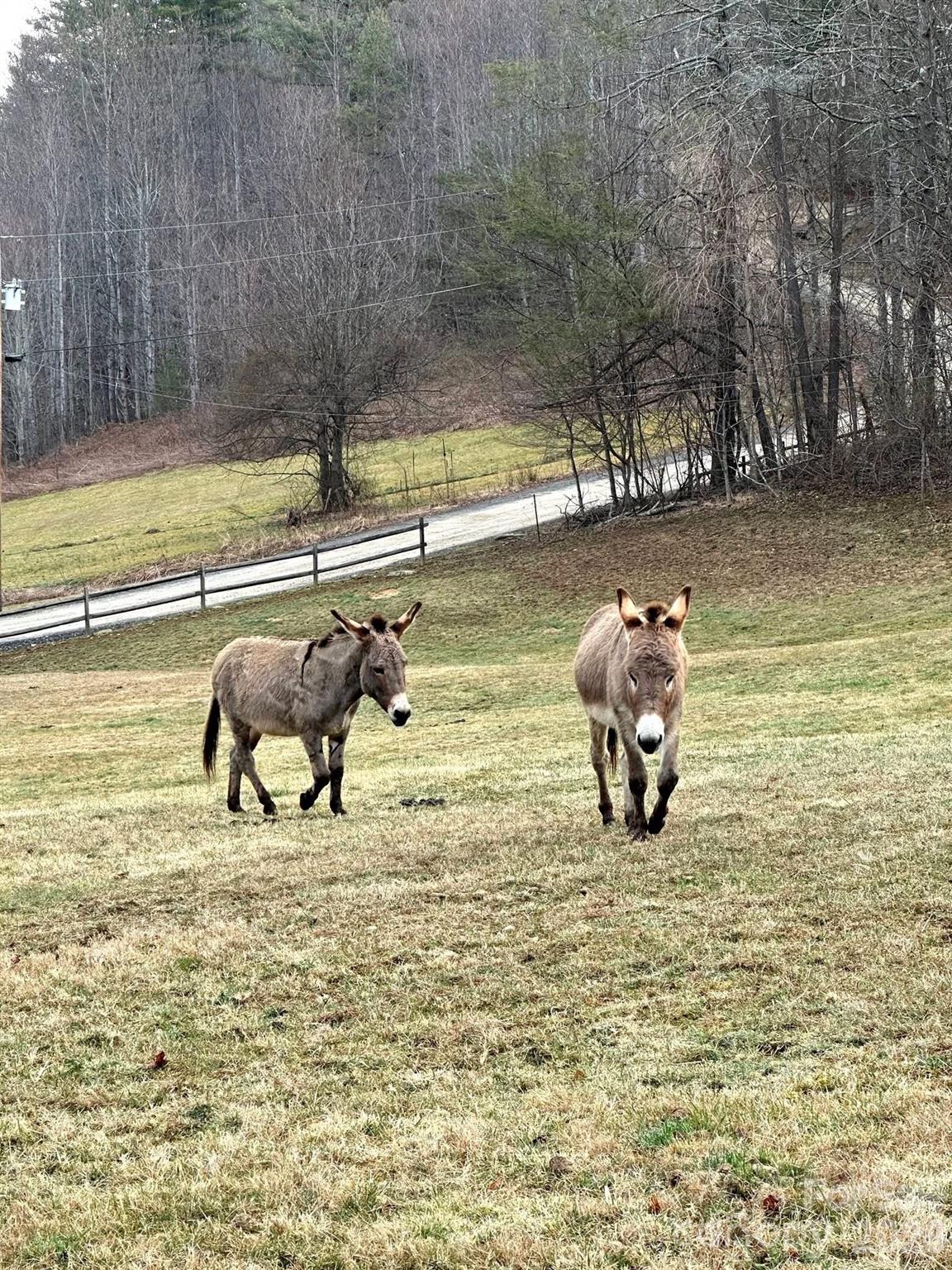 616 Appaloosa Trail — Waynesville