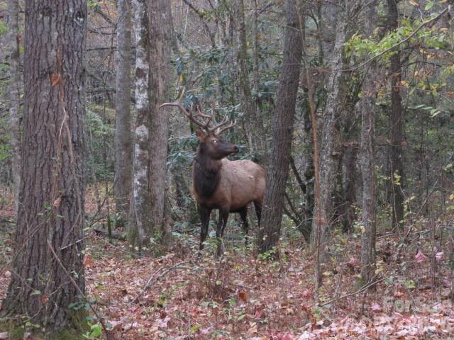 399 Bent Tree Road — Maggie Valley