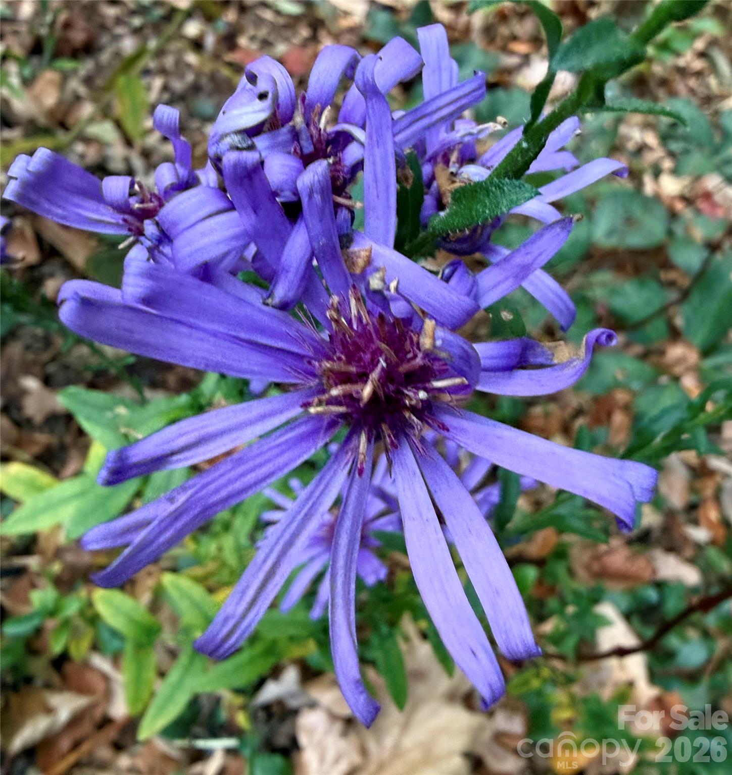 33 Robinson Creek Road — Asheville