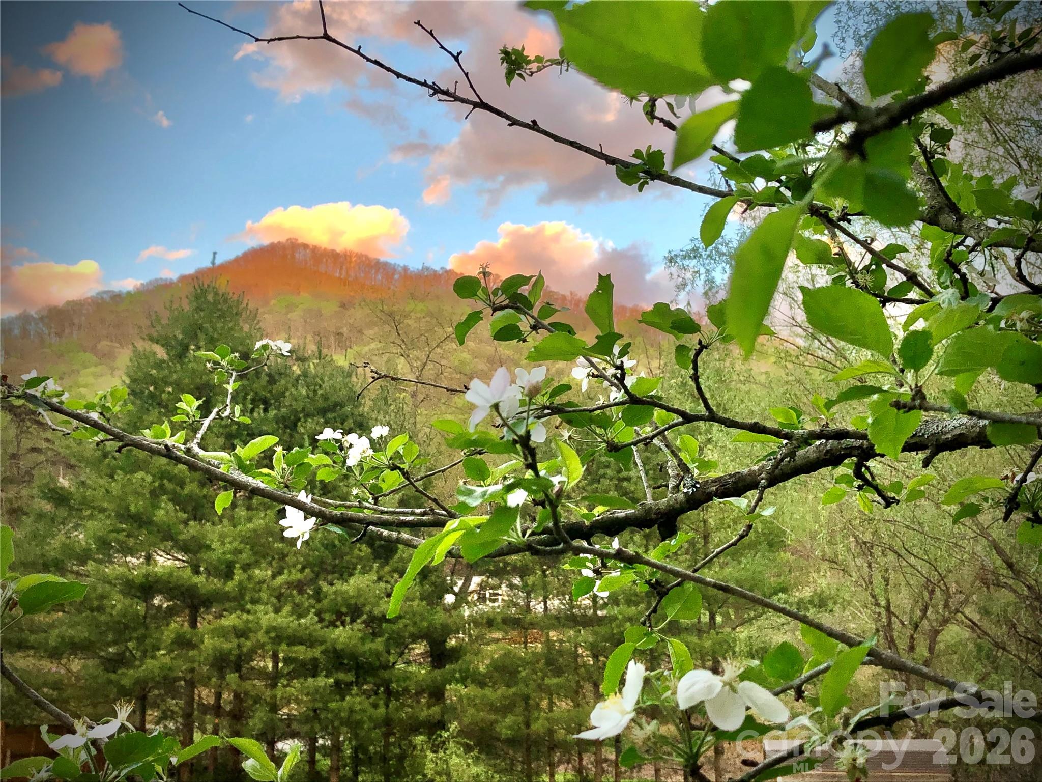 3 Taproot Trail — Barnardsville