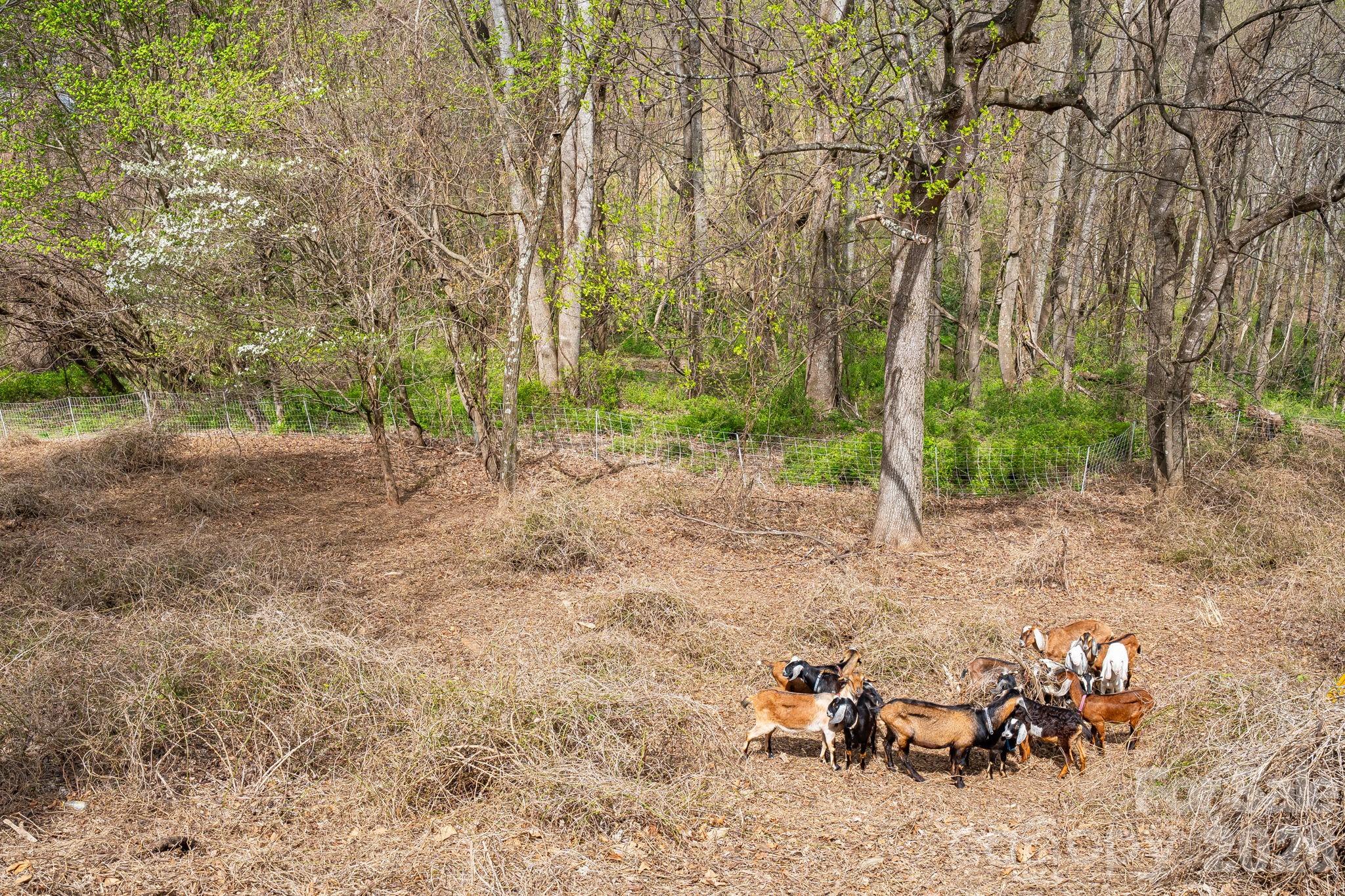 92 Rose Hill Road — Asheville
