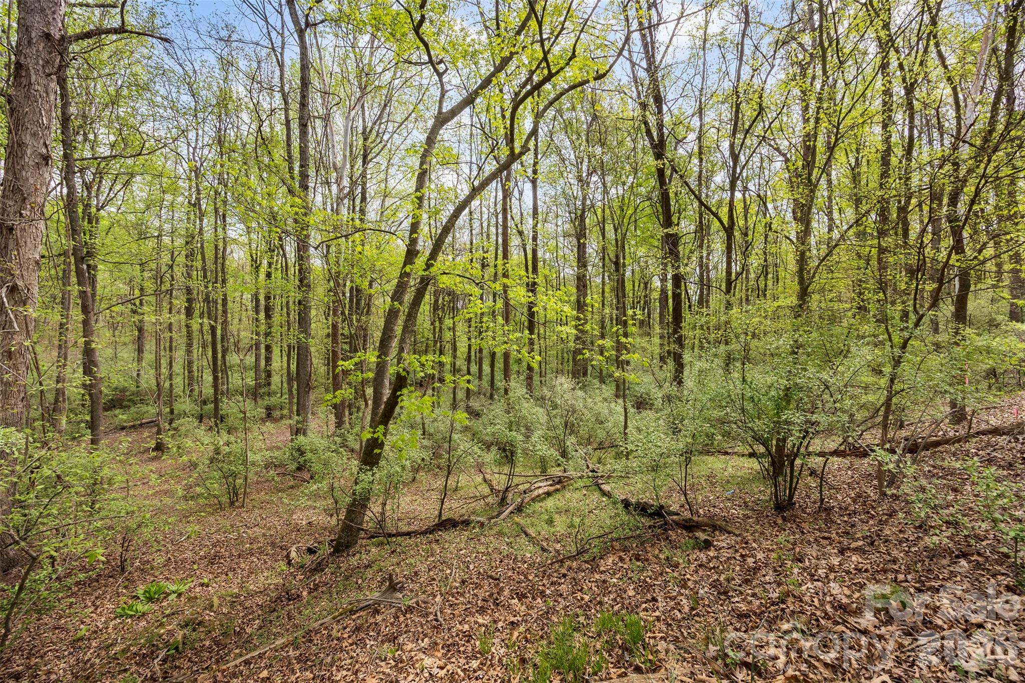 10601 Wildlife Road — Charlotte