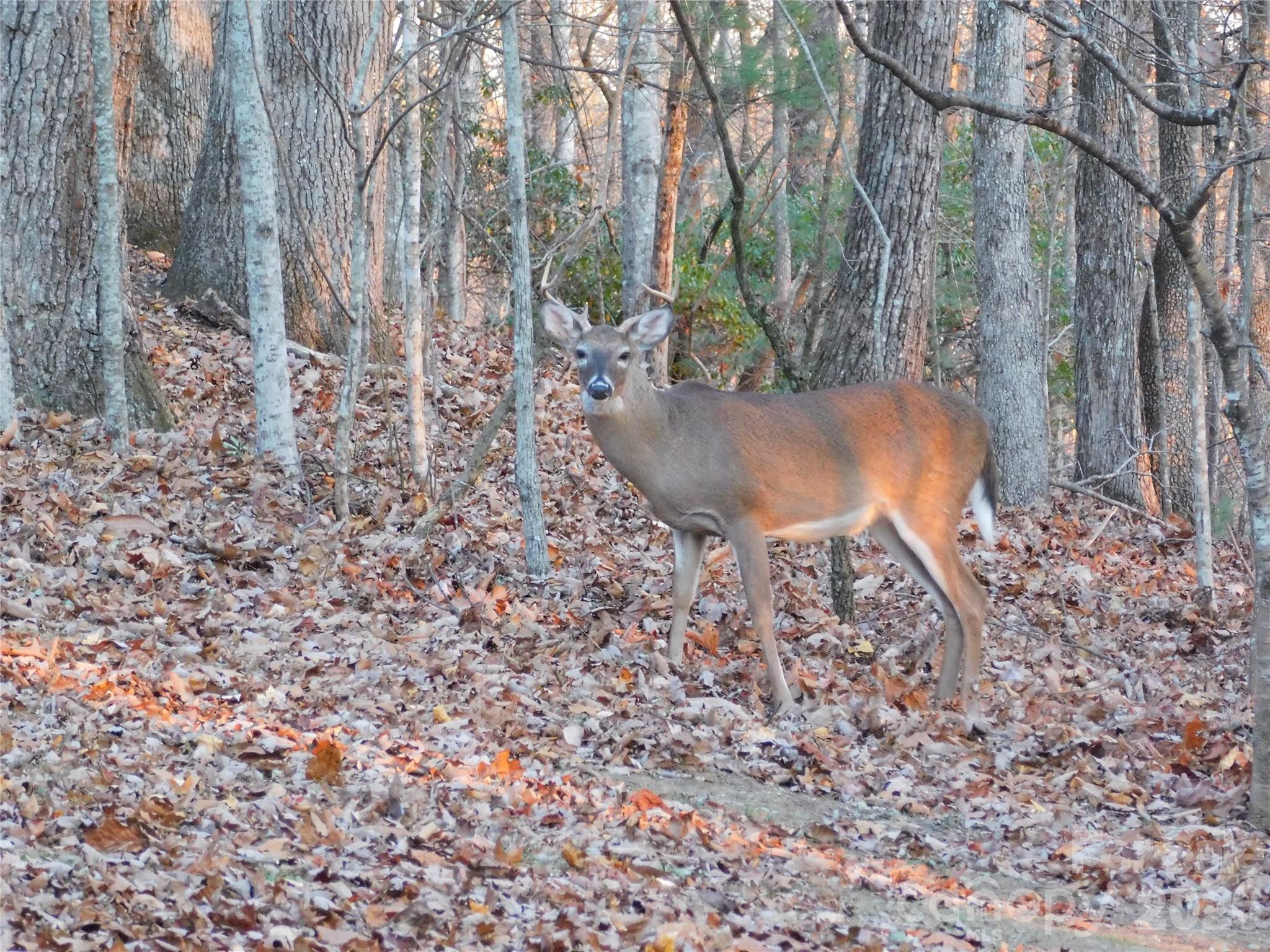 1064 Skye Drive — Pisgah Forest