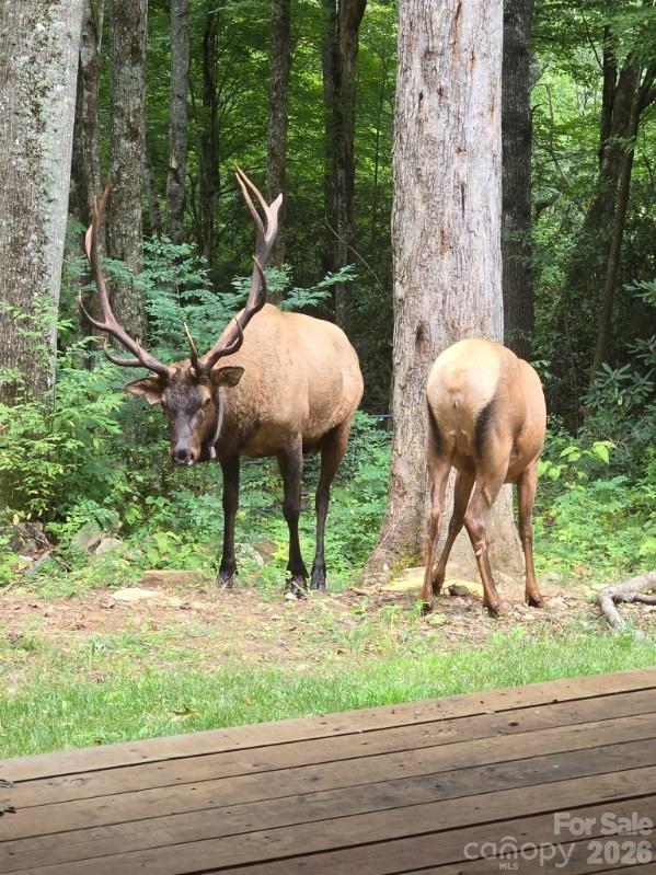 16 Standing Rock Ridge — Maggie Valley