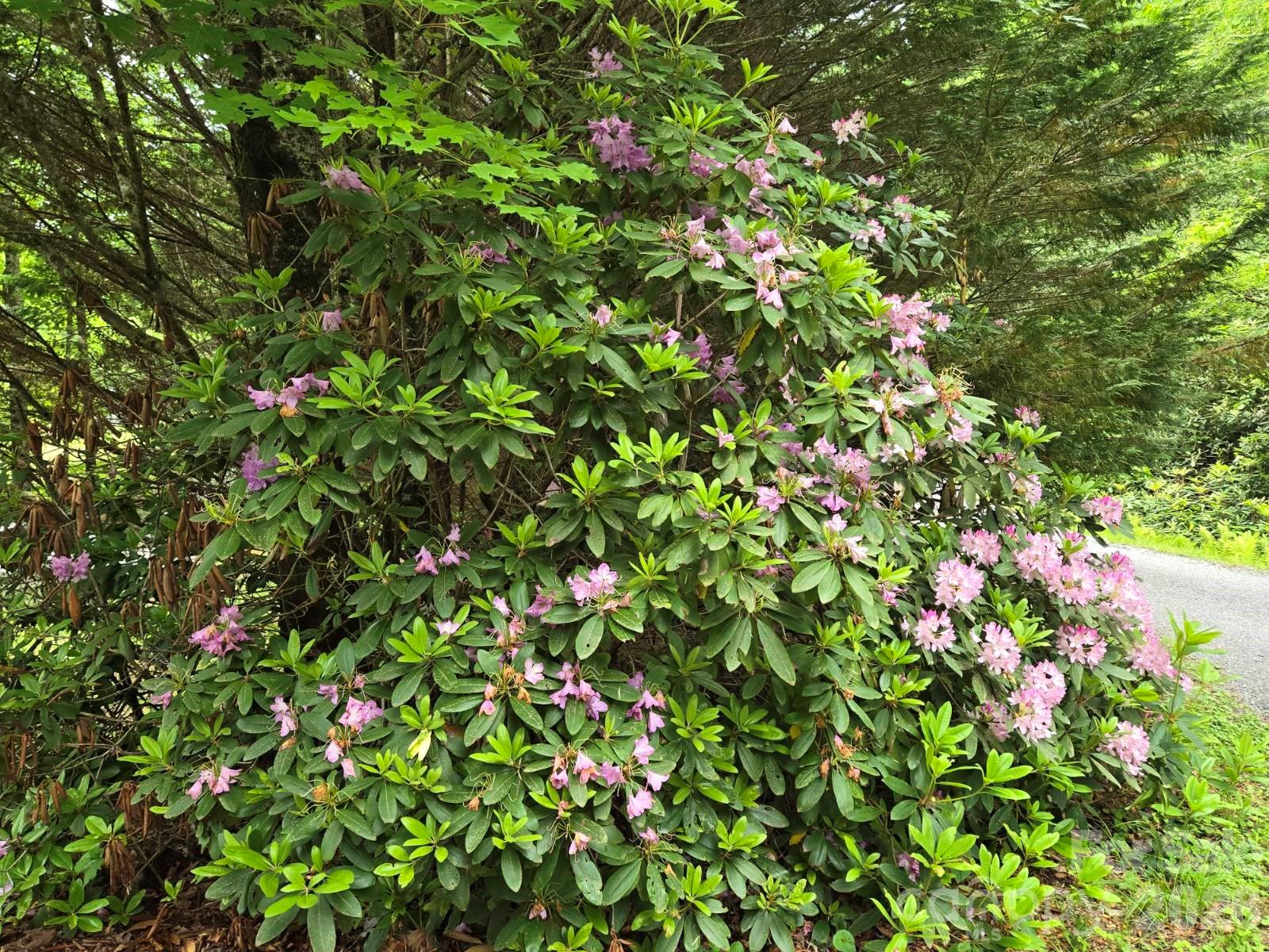 229 Hubbard Hollow Road — Rosman