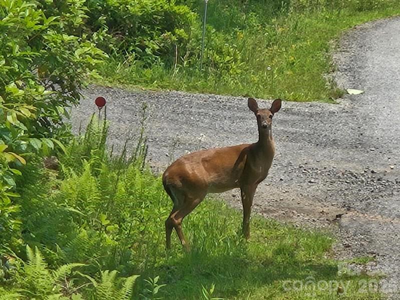 229 Hubbard Hollow Road — Rosman
