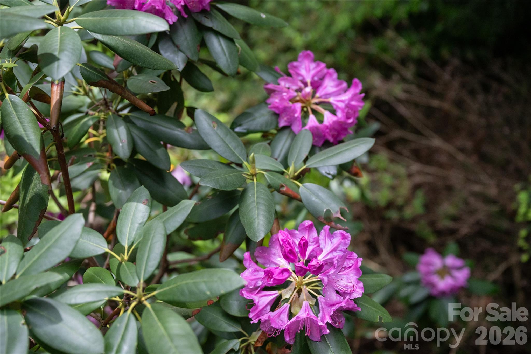 201 Covewood Trail — Asheville
