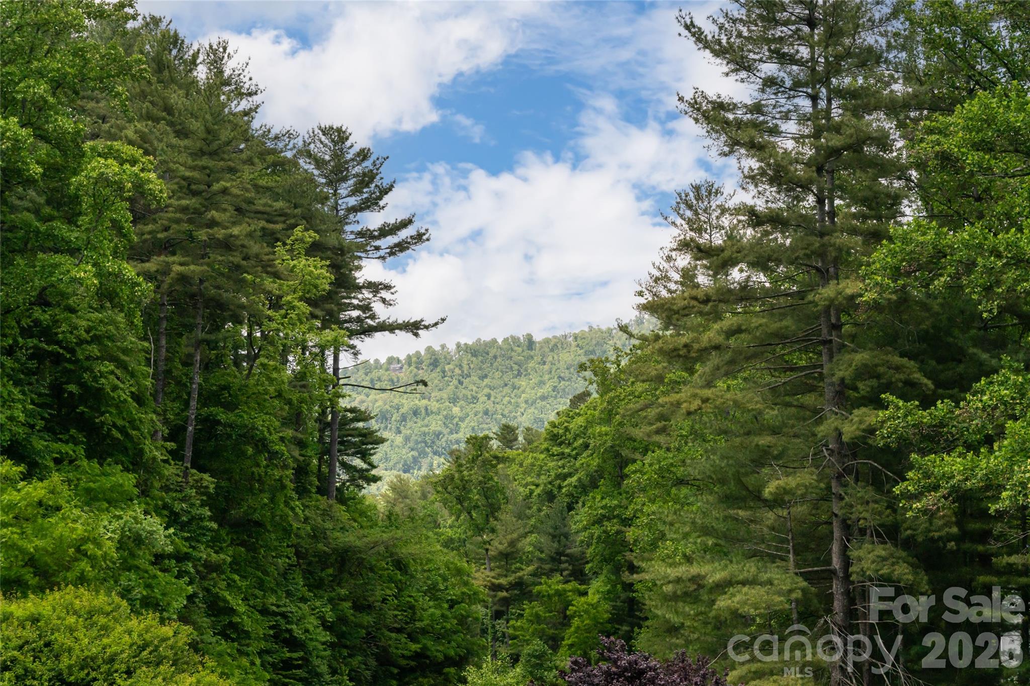 44 Woodland Aster Way — Asheville