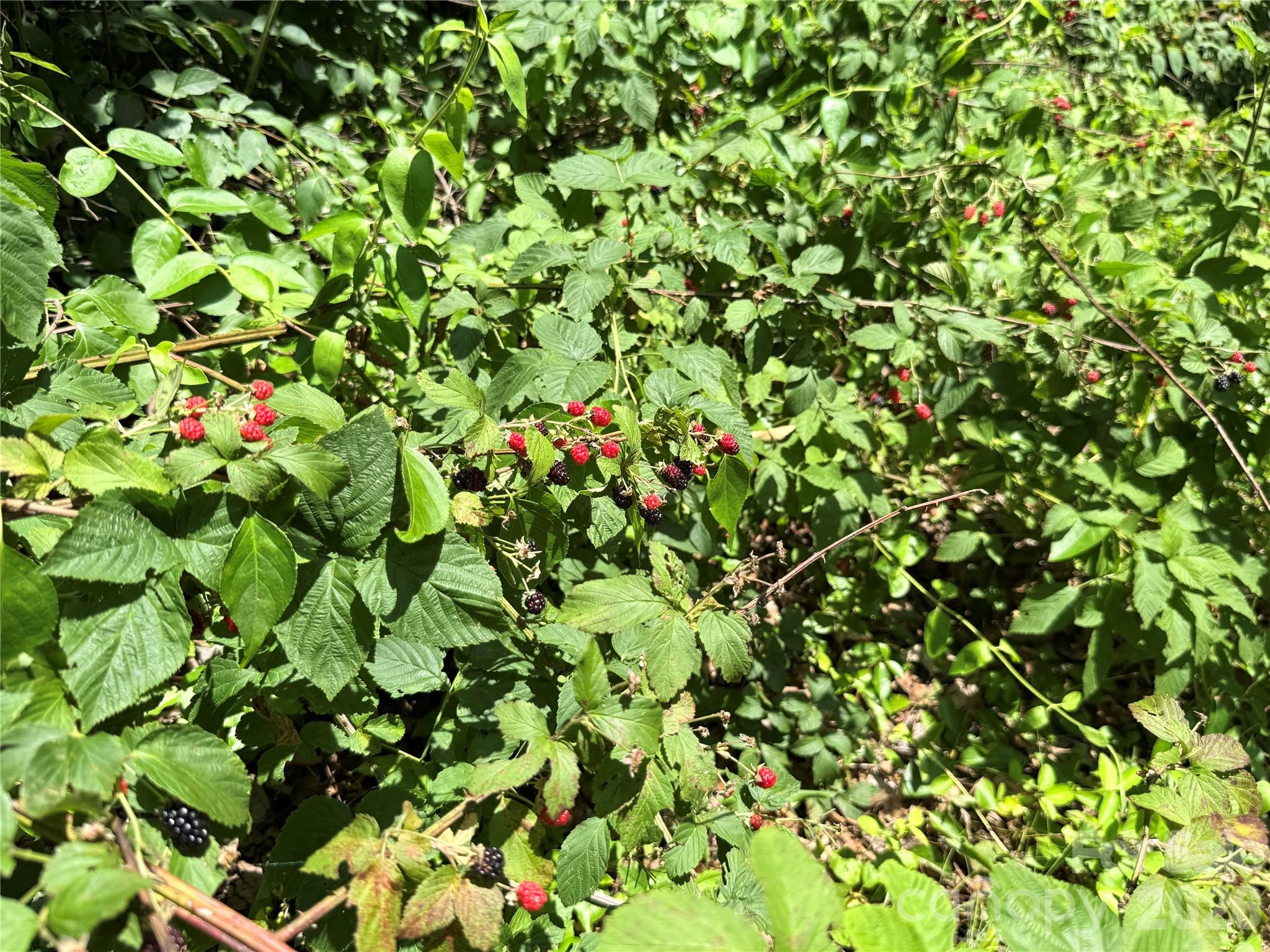 95 Walker Cove Road — Black Mountain