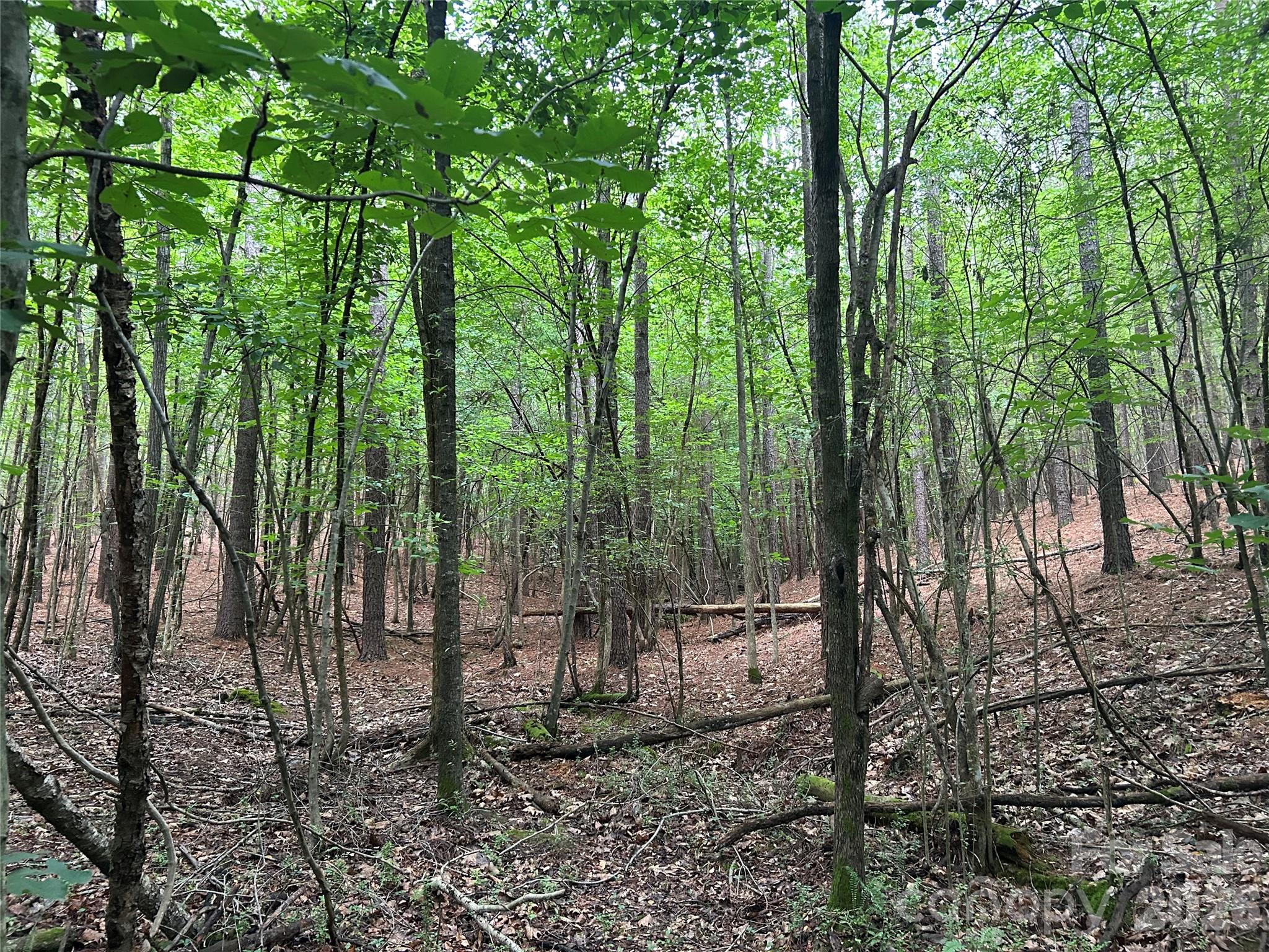 3909 Wightman Church Road — Polkton