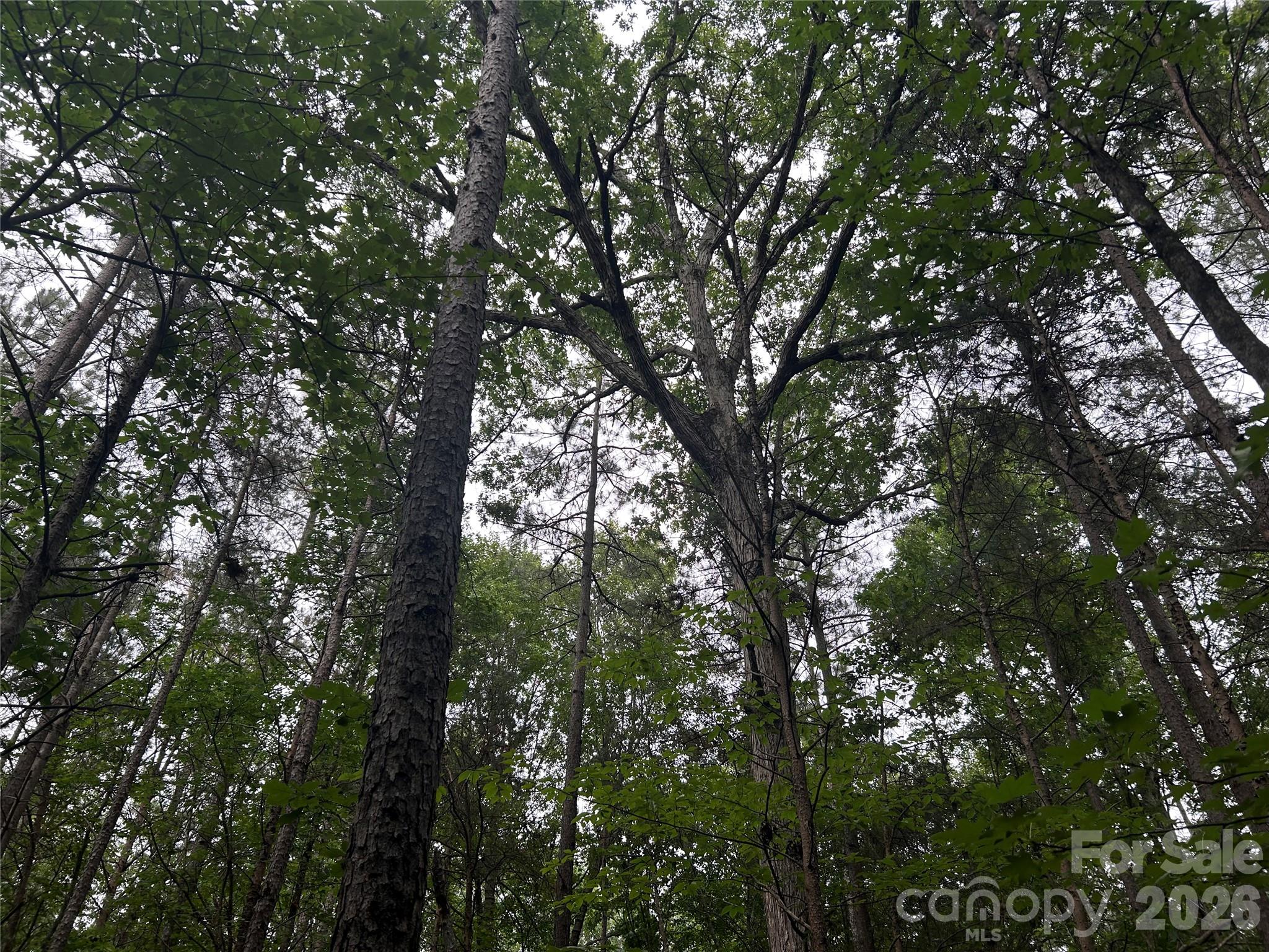 3909 Wightman Church Road — Polkton