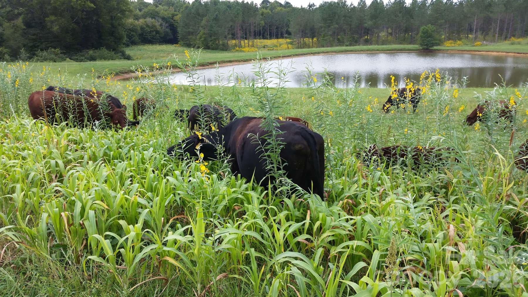 3175 Trotter Road — Asheboro