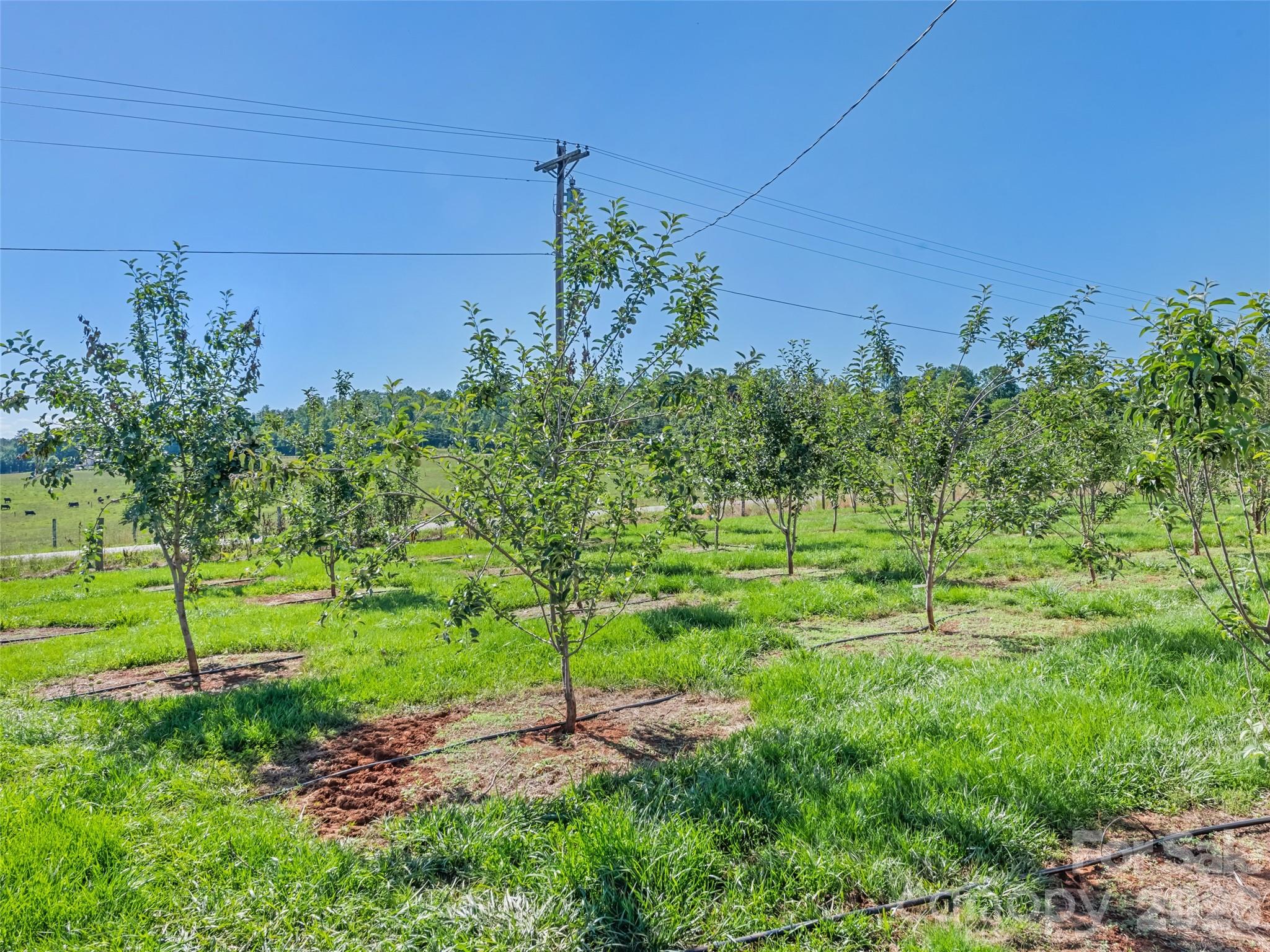 1418 Landis Lane — Nebo