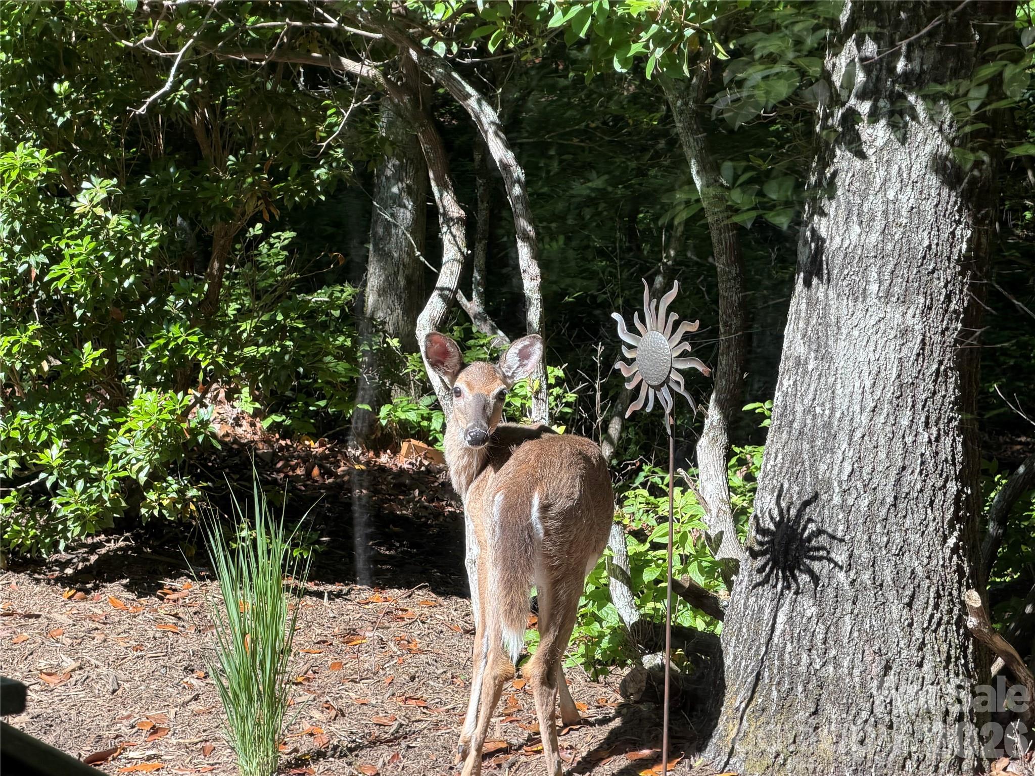 558 Middle Connestee Trail — Brevard