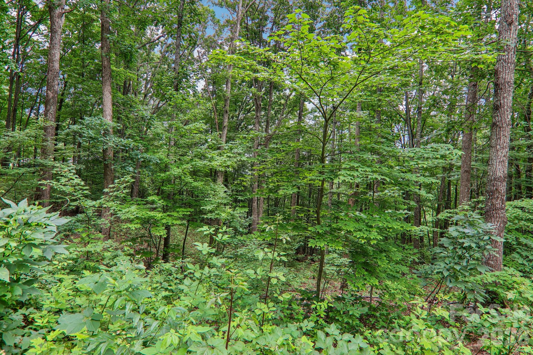 49 Wilderness Trail — Candler