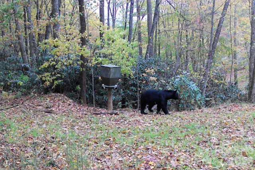 930 Copperhead Cove — Sylva