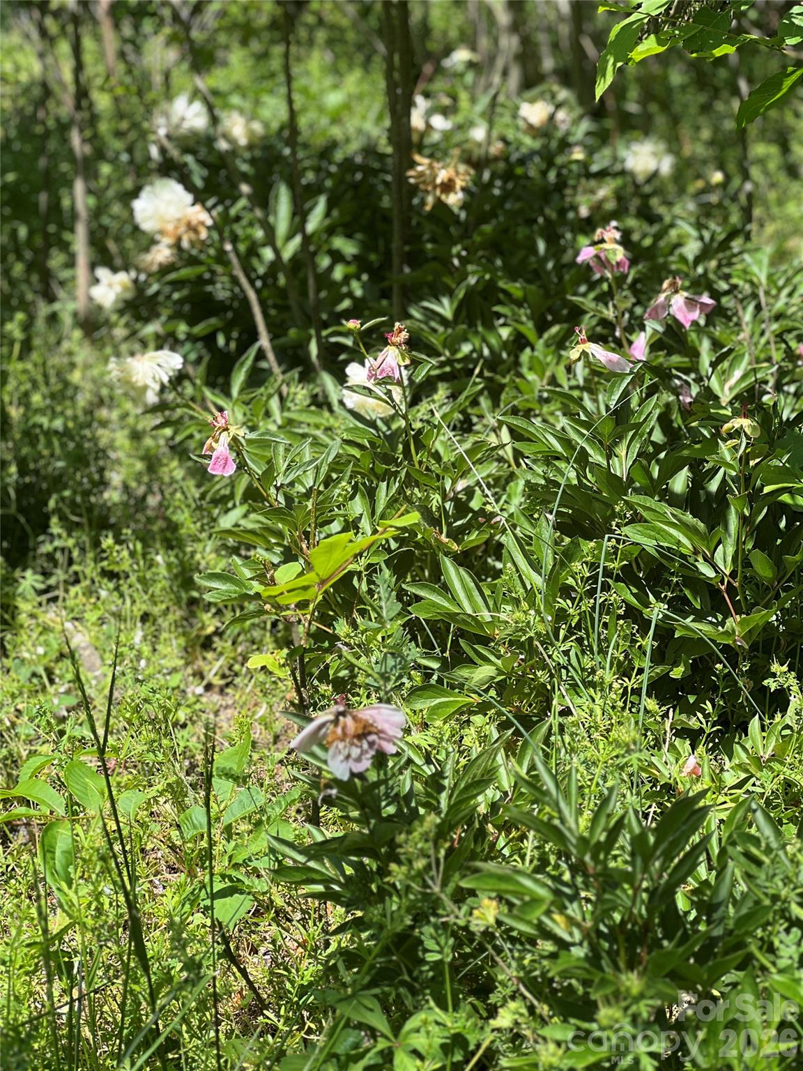 3393 Anderson Mountain Road — Maiden
