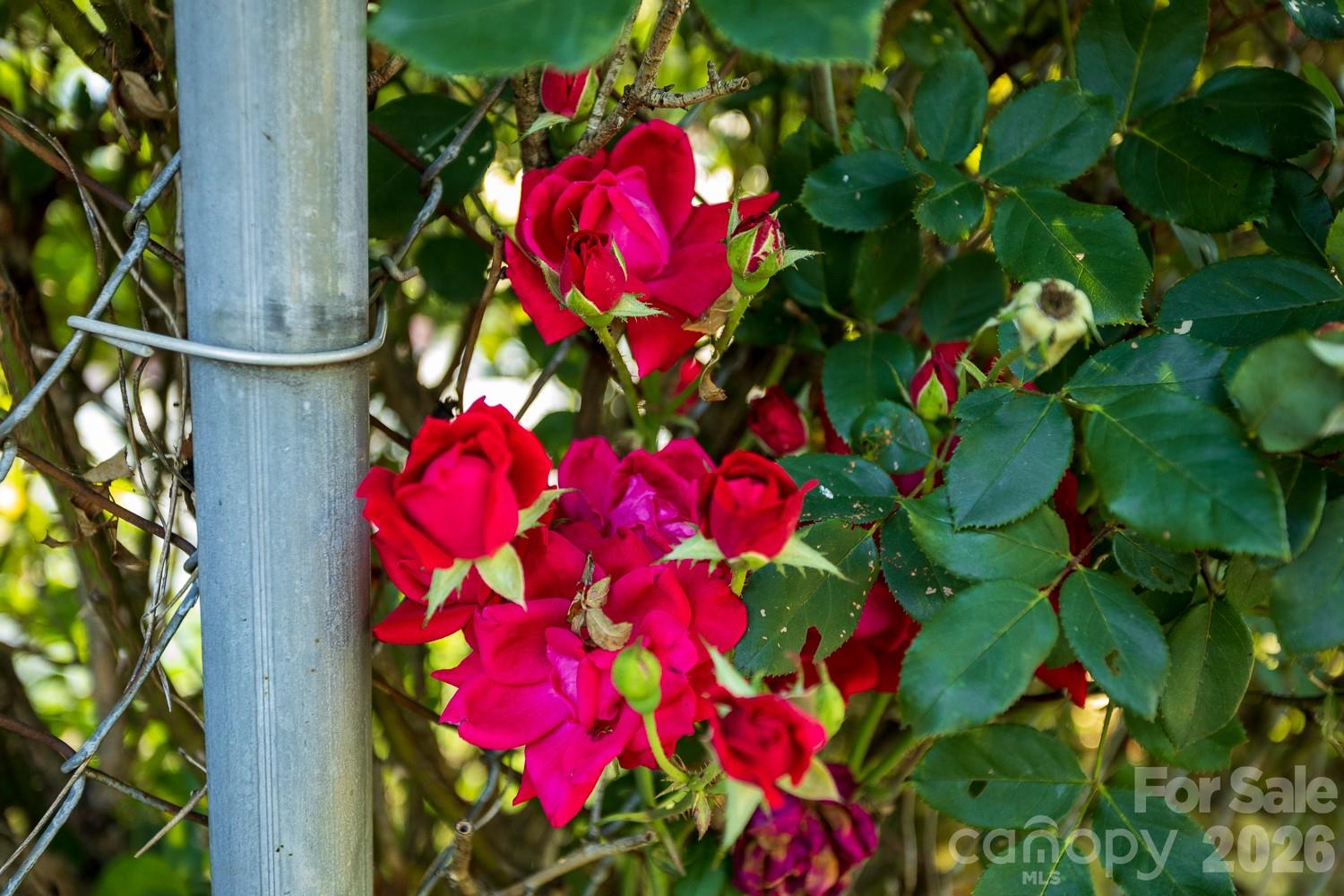 91 Clingman Avenue — Asheville