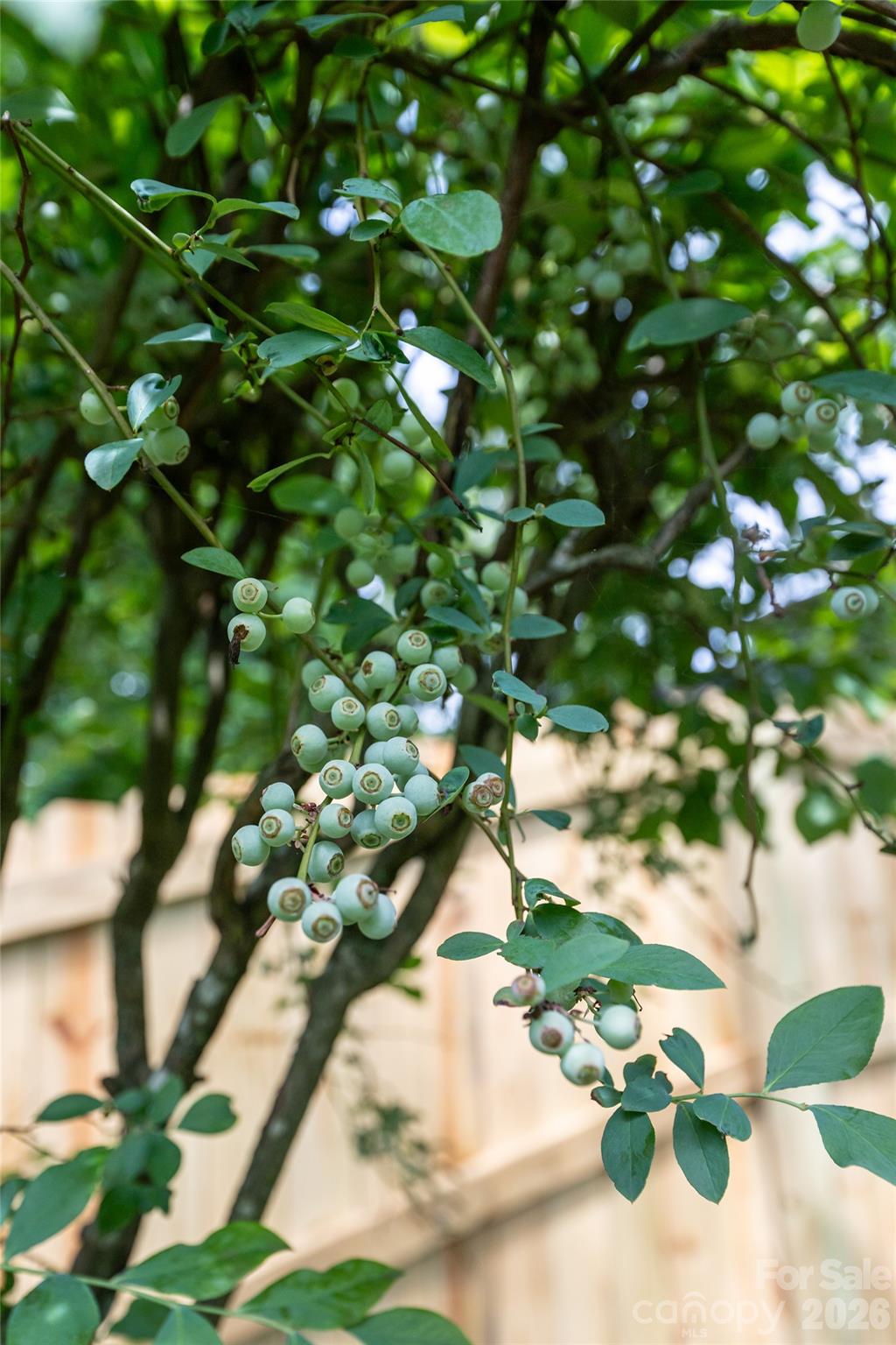 24 Audubon Drive — Asheville