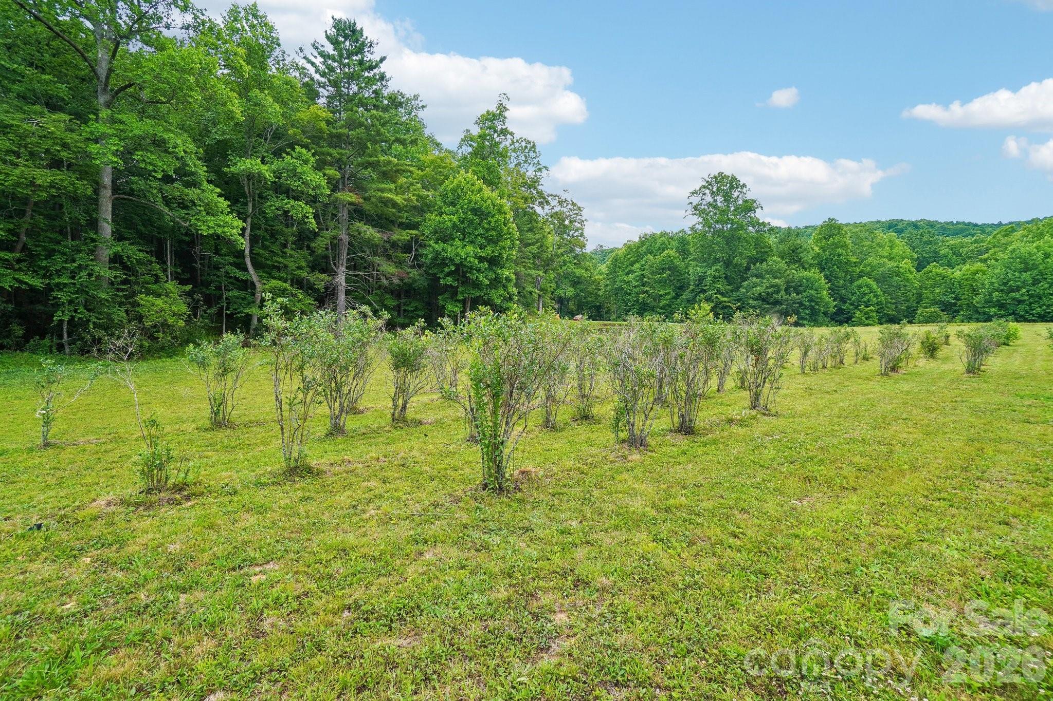 246 Appalachian None — Spruce Pine
