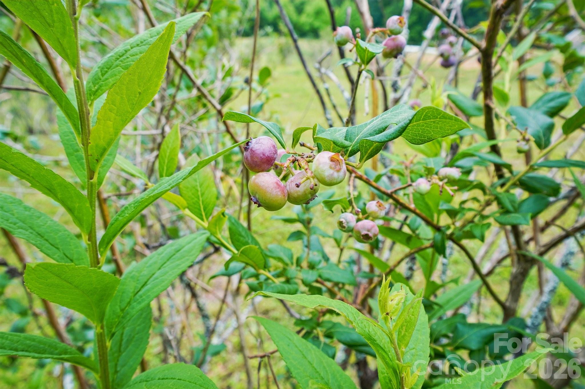 246 Appalachian None — Spruce Pine
