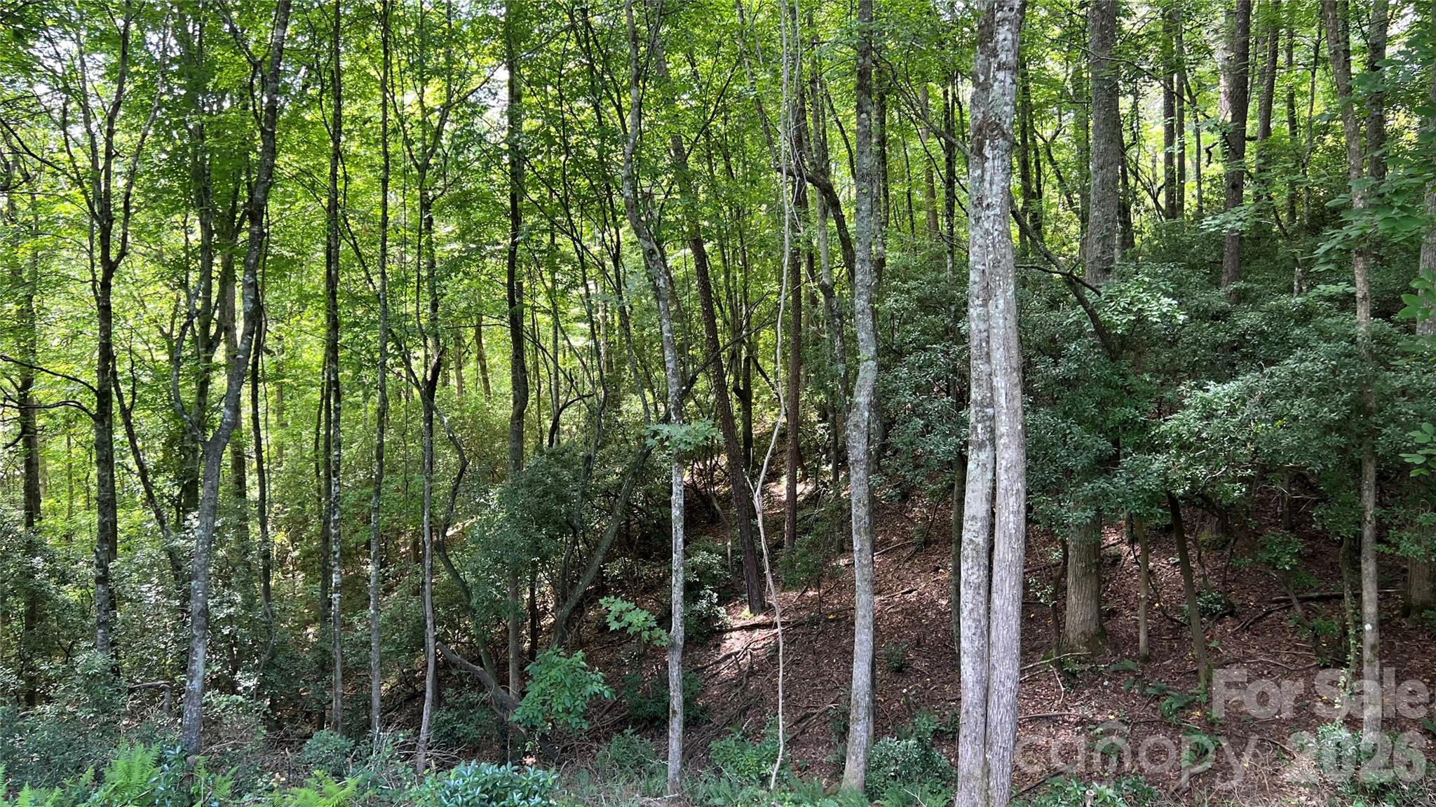 236 Forest Lane — Murphy