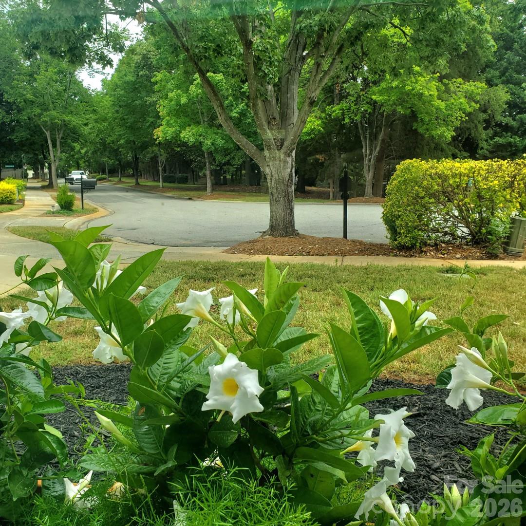 20452 Greenway Heights Drive — Cornelius