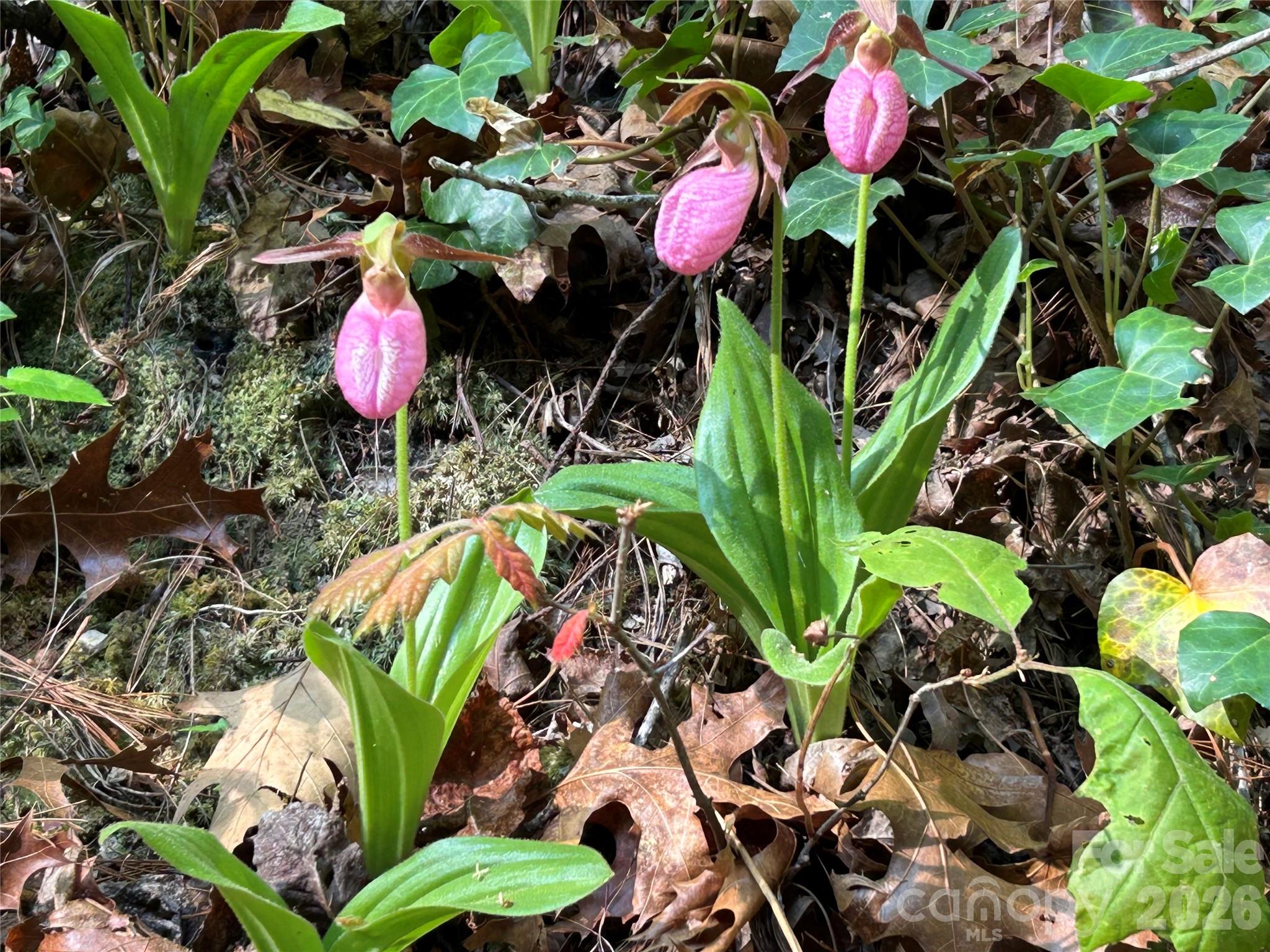 696 Top Of The Mountain Road — Hendersonville