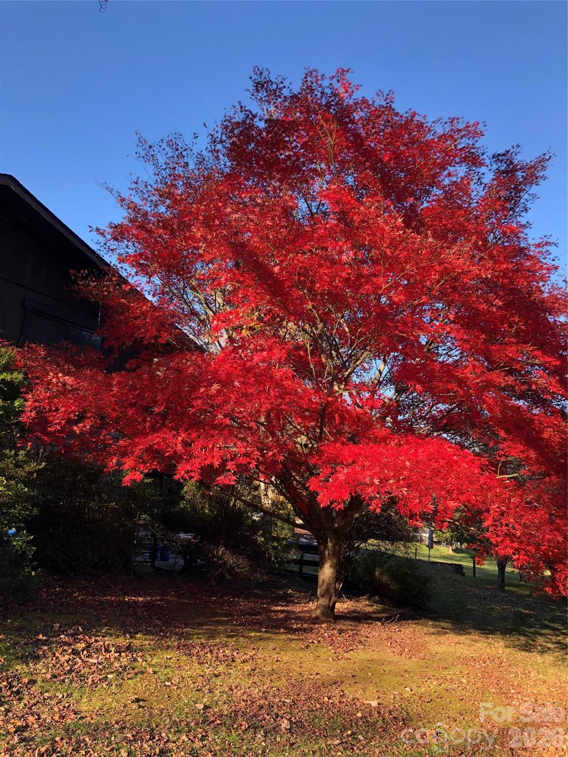 208 Dogwood Lane — Black Mountain