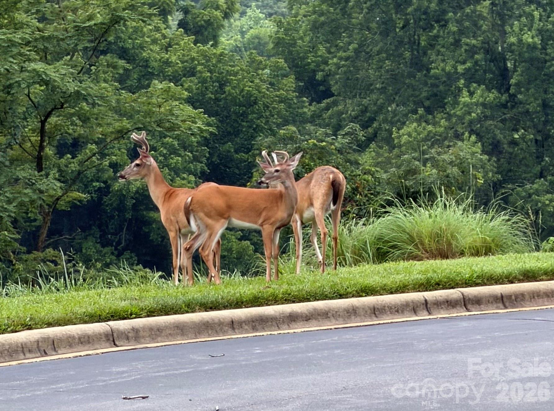 4201 Marble Way — Asheville