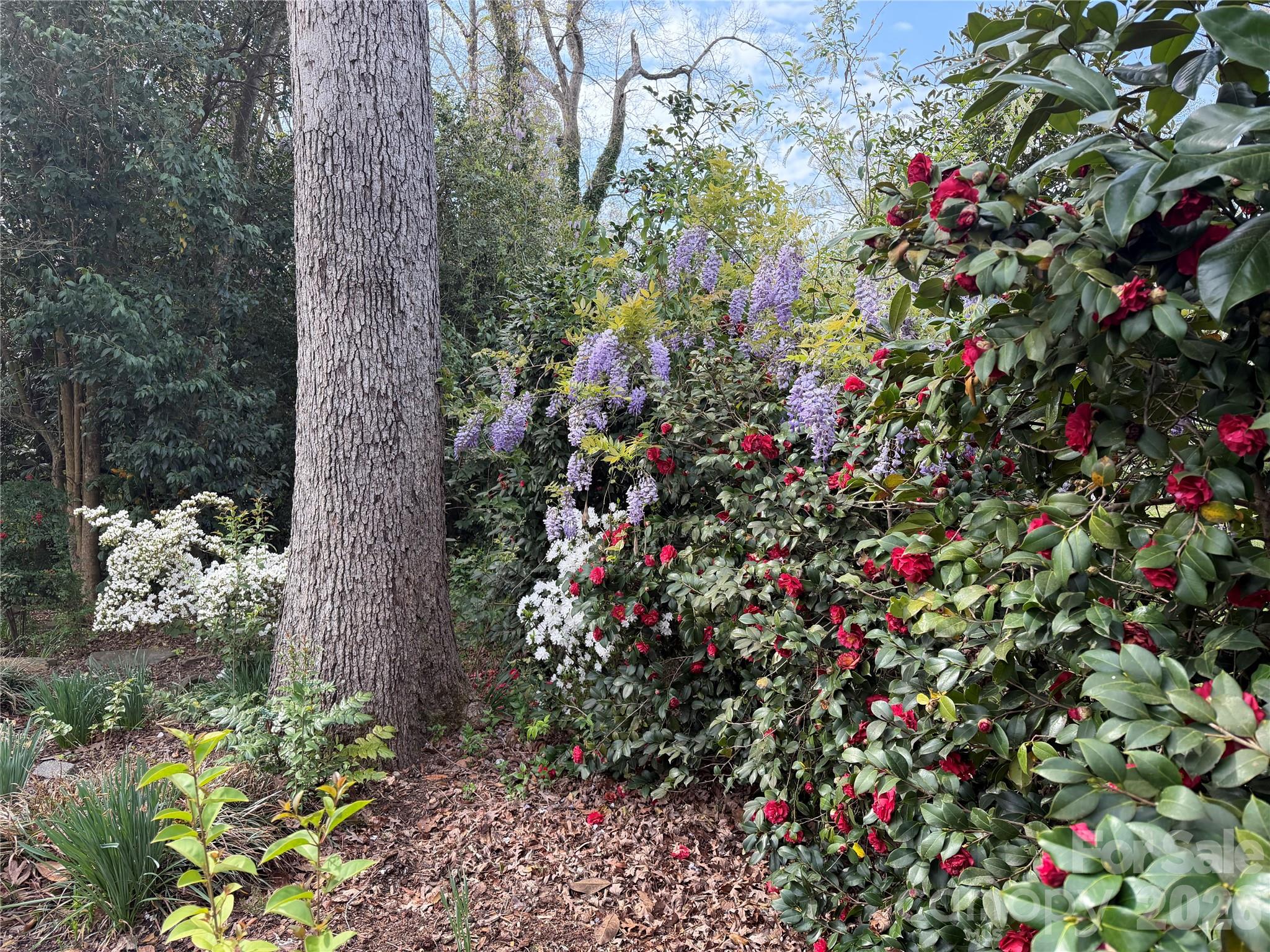 1631 Maple Avenue — Albemarle