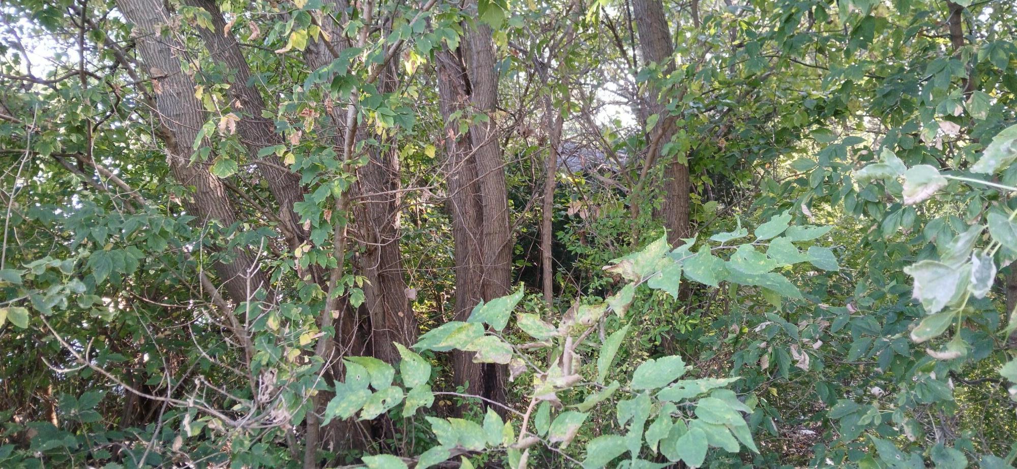 2345 E 21st Avenue, Gary, IN 46407; Image #3