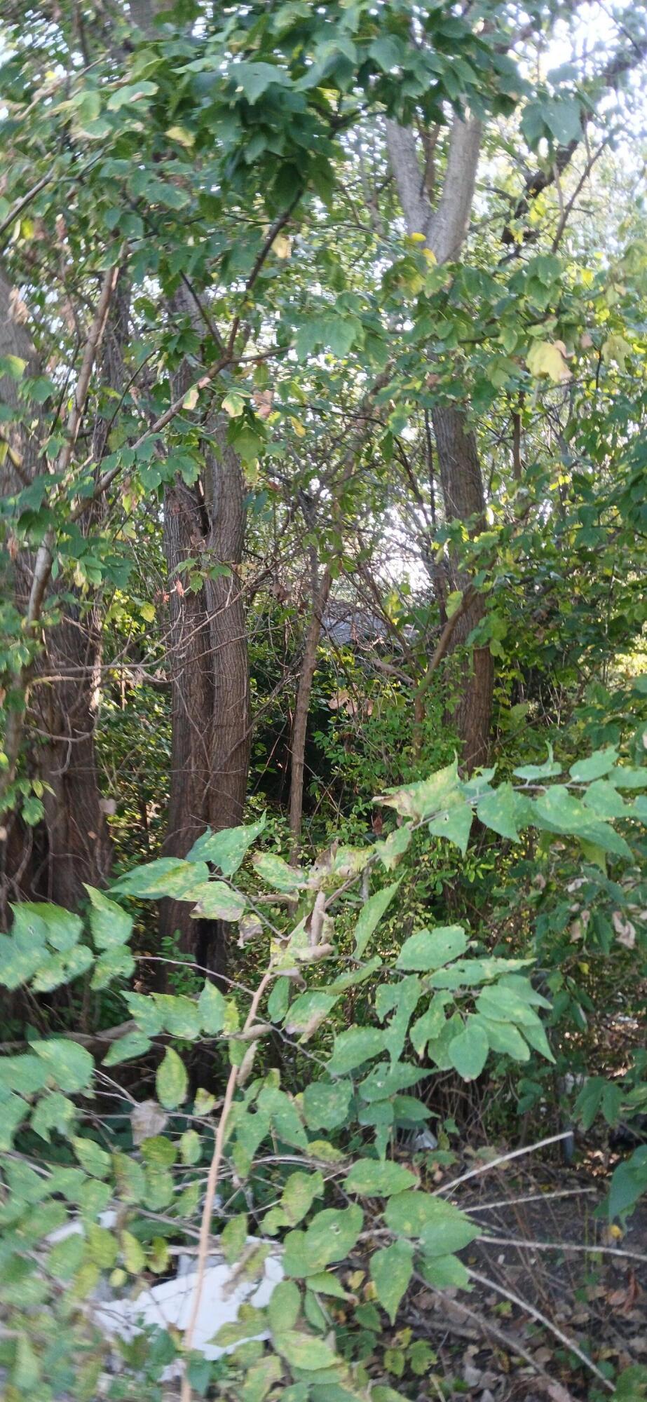 2345 E 21st Avenue, Gary, IN 46407; Image #4